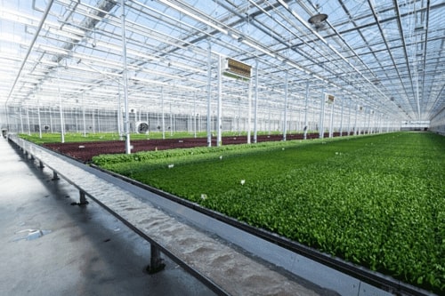 Enhancing Crop Growth Through Optimal Irrigation Water Quality